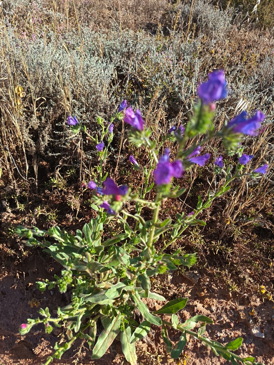 0 Bedroom Property for Sale in Nieuwerust Western Cape